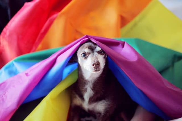 pets at pride