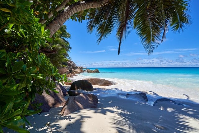 image of seychelles beach and palm tree