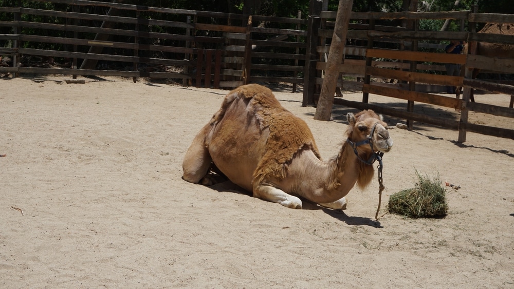 Outback Camel Safari and Eco-Farm Gay Cabo San Lucas