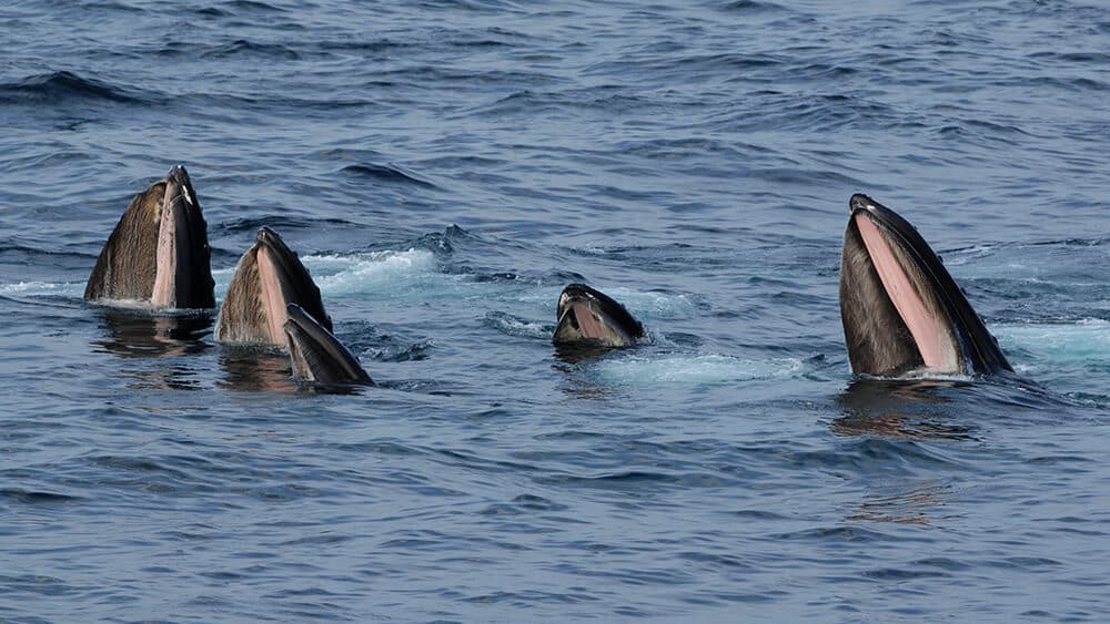 Whale-Watching Cruise in Stellwagen Bank Marine Sanctuary Gay Boston Guide