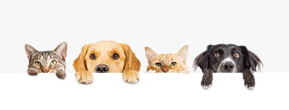 picture of cats and dogs